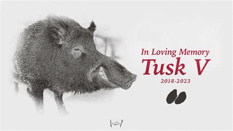The Evolution of Tusk: How Arkansas's Live Mascot Has Evolved Over the Years